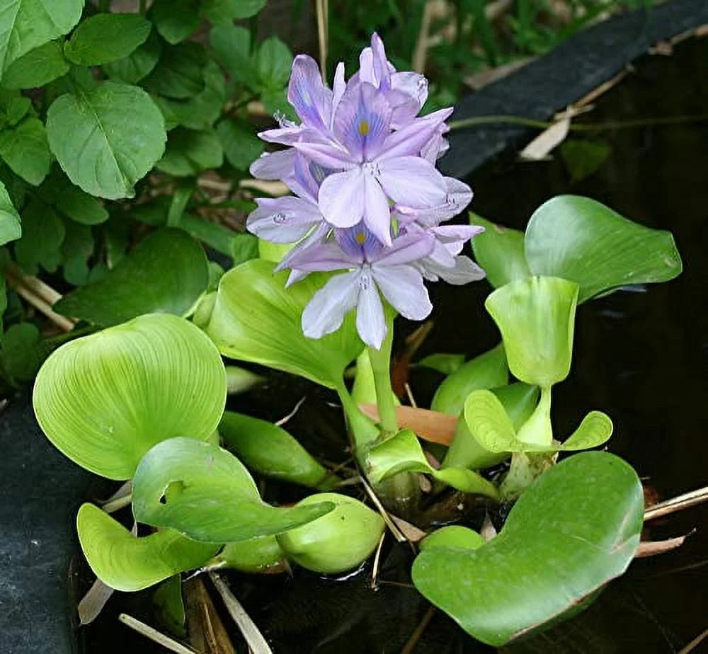 Plant Series - Great Deal! - Great Deal!