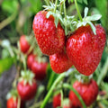 Premium GMO, Series